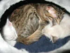 Kitten7W und Lune 056kl.jpg