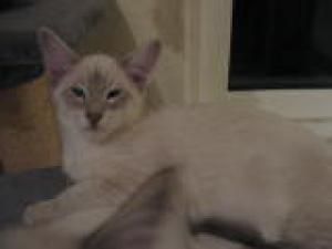 B-Wurf Kitten 055.jpg