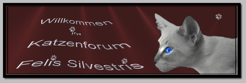 Katzenforum Felis Silvestris